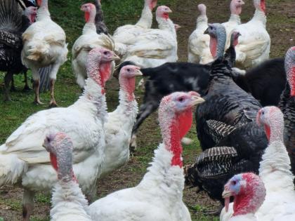 Truthähne, Puten, Turkey zu verkaufen