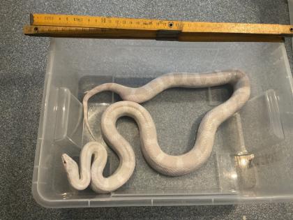Haltungsaufgabe Kornnatter Terrarium Zubehör