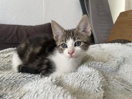 Mischlings Babykatzen suchen dringend ein zuhause