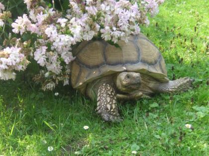 Sulcata Riesenschildkröten