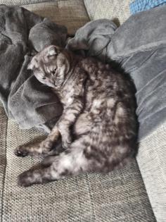 Leider 2 Kater abzugeben