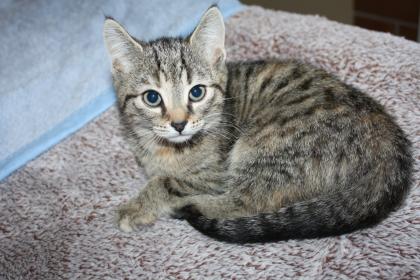Katzenkinder BKH Mix Weibchen zur Abgabe