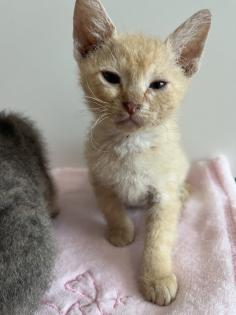 Sphynx Kitten mit Tasthaaren