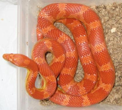 1. 1 het. Mandarin Motley NZ 2021 und 1. 1 Granite Anery Bloodred NZ 2021