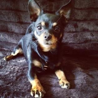 Chihuahua sucht LIEBEVOLLE Familie