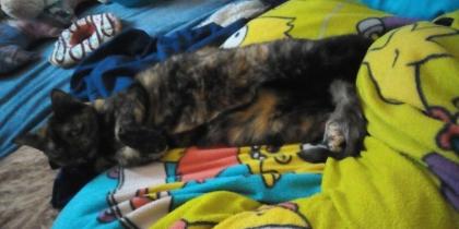 Katzen suchen neues Zuhause