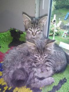 2 bezaubernde Main-Coon Mix Mädel sitzen auf gepacktem Koffer