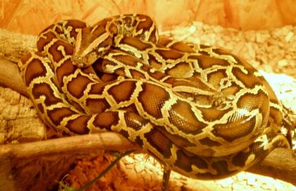 Dunkler Tigerphython 0. 1 Caramal Poss Green