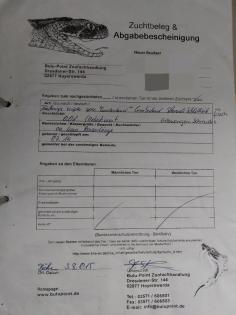 Gelbwangenschmuckschildkröte