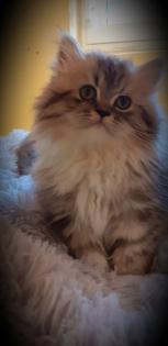 Perserkater Perserbaby