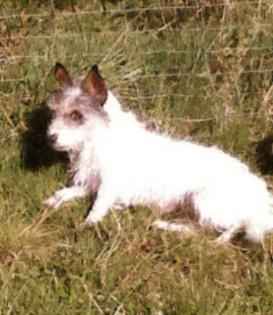 Jackrussellhündin