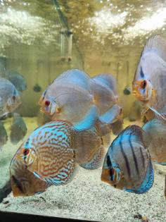 Diskusfische Kreuzung zwischen Diamond Blue und Kobalt blau