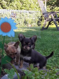 Typvolle Chihuahuawelpen in LH mit Papieren