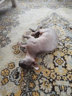 Deckkater Don Sphynx.