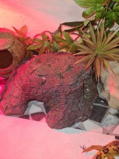 3 Leopardengeckos mit komplettset Terrarium.