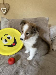 Süße Sheltie Welpen suchen einen Platz zum kuscheln