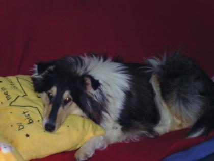 Colliewelpen mit Familienanschluss