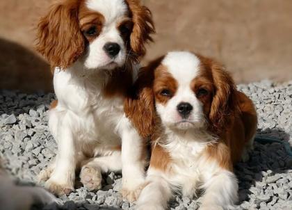 Reinrassige Cavalier King Charles Welpen