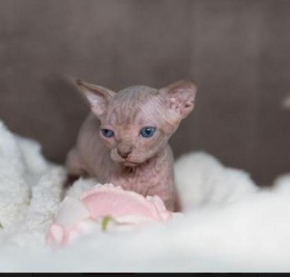 Canadian Sphynx Kitten ab Dez. 2021 abzugeben.