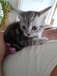 Katzenbabys Mix