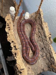 2 Kornnattern inkl. Terrarium und Zubehör