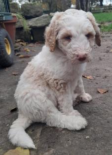 Goldendoodle Fb1 Welpe Rüde Apricot Parti Harlekin wie Labradoodle