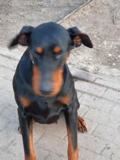 2 Dobermann Mädchen