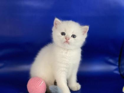 BKH Kitten mit Stammbaum