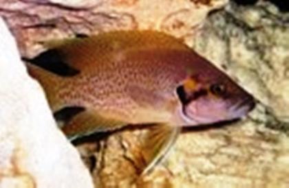 Malawi- u. Tanganjikacichliden