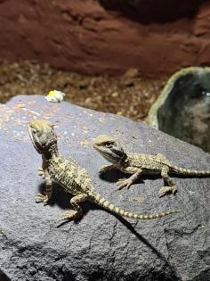 Verkaufe zwergbartagamen Pogona henrylawsoni