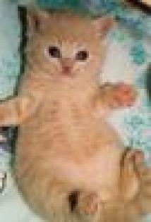 BKH- Kitten