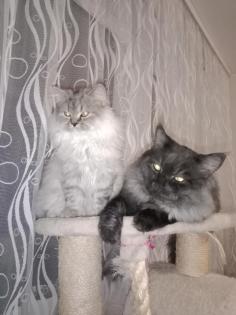 Deckkater MaiCoon Perser Mischling