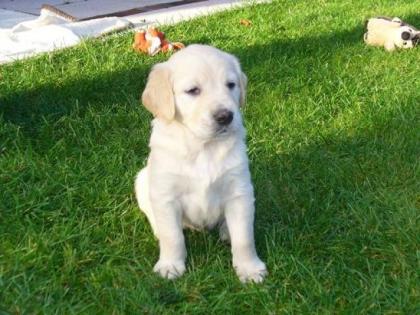 9 süße Golden Retriever Welpen suchen liebevolles zu Hause.