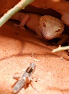 Leopardgeckos aus langjähriger Zucht