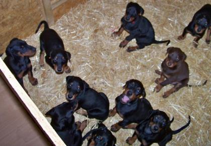 Dobermannwelpen