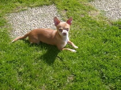Chihuahua Jungrüde schoko/creme