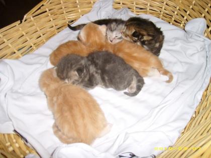 Maine Coon Kitten