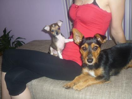 Chihuahua Hündin, 3Monate alt