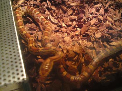 1jährige KORNNATTER Pantherophis guttatus aus zeitmangel abzugeben MIT UND