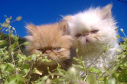 Perserbabys