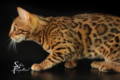 Traumhafte Bengalkatzen - neue Zuchtgeneration bei www. Bengalkatzen. com, Bengalk