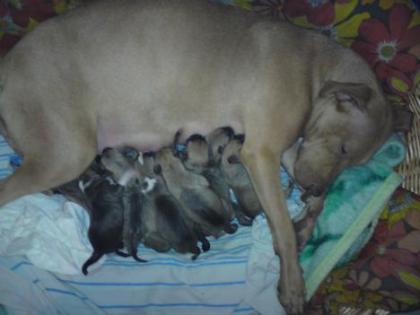 Super Süsse Amerikanischer Pit Bull Terrier Welpen
