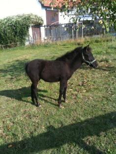 Exmoorpony Fohlen