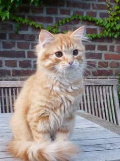 Wunderschöner Deutsch Langhaar Kater, red tb mc, sucht sein neues zu Hause