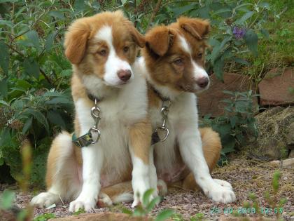 Supersüße Border Collie Welpen