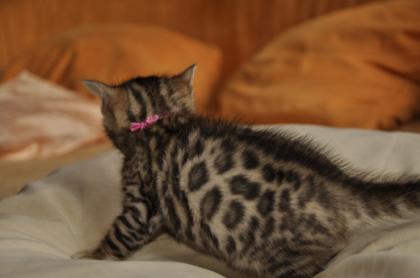 Wunderschöne Bengalkitten suchen noch Spielgefährten fürs Leben