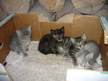 Katzen, 4 baby katzen zum Verschencken 7 Wochen alt