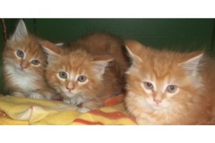 Stop Die schönsten Main Coon Kitten zu verkaufen