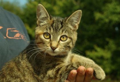 Wunderhübsches katzenbaby mädchen abzugeben 4 Monate
