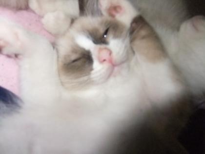 Ragdollkitten, entwurmt, geimpft, gechipt.